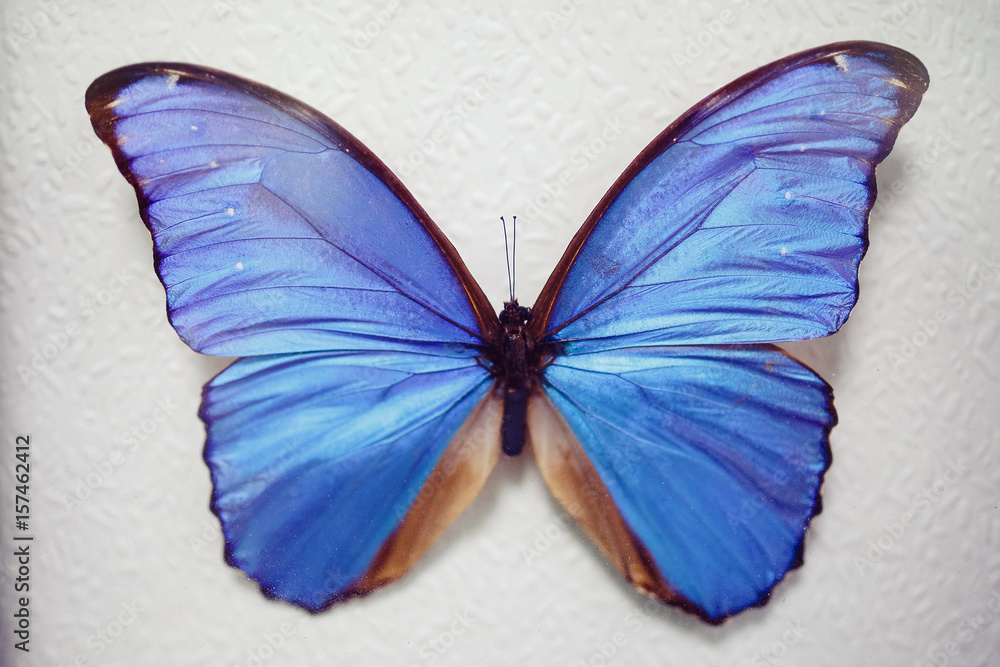 Fototapeta premium Big tropical butterfly owl or peacock eye on a white abstract background. Concept exhibition of butterflies.