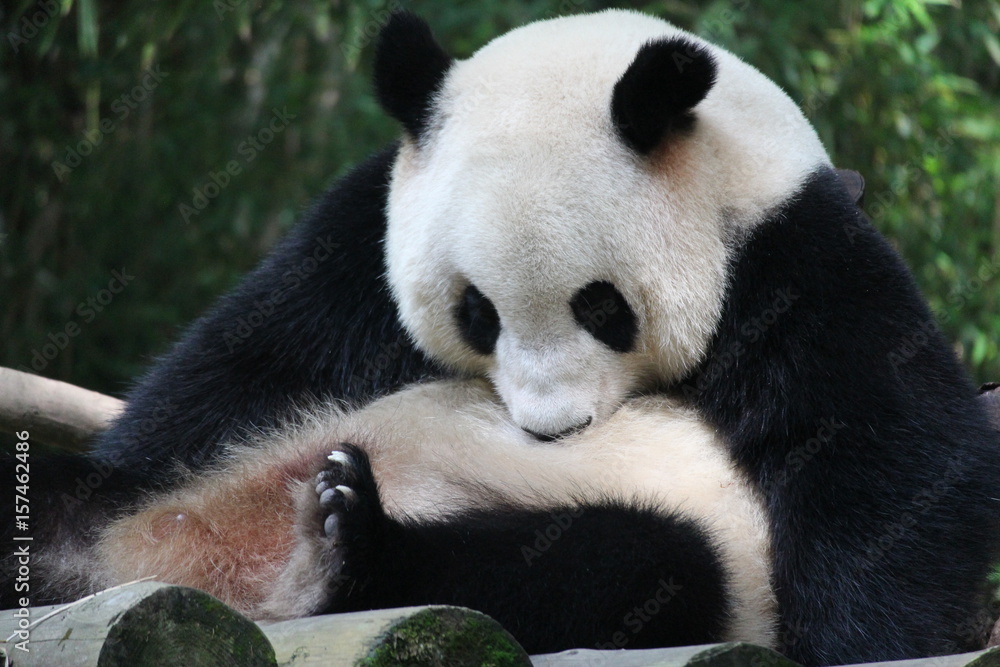 Giant panda is licking the left over food on her body