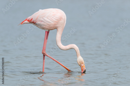 Rosaflamingo, Greater flamingo, Phoenicopterus roseus