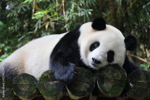 Fototapeta Naklejka Na Ścianę i Meble -  A playful panda in China is sleeping