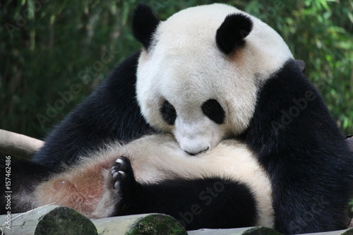 Fototapeta Naklejka Na Ścianę i Meble -  Giant panda is licking the left over food on her body