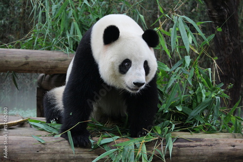 Giant panda is licking the left over food on her body