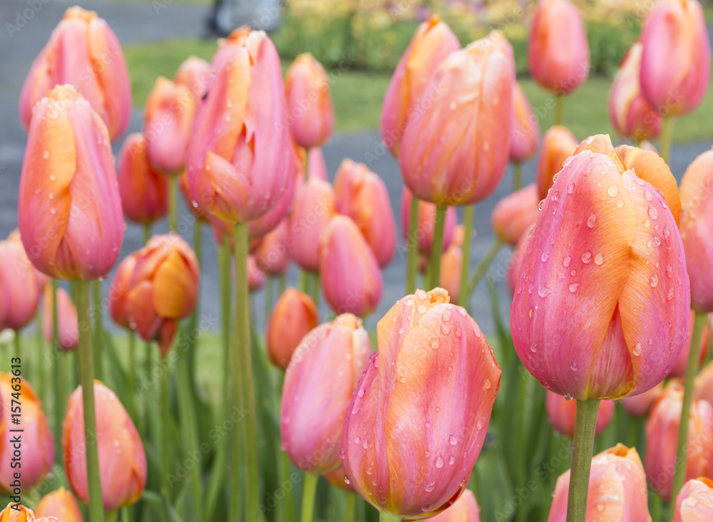 Fototapeta premium Raindrops on Pink and Orange Tulips