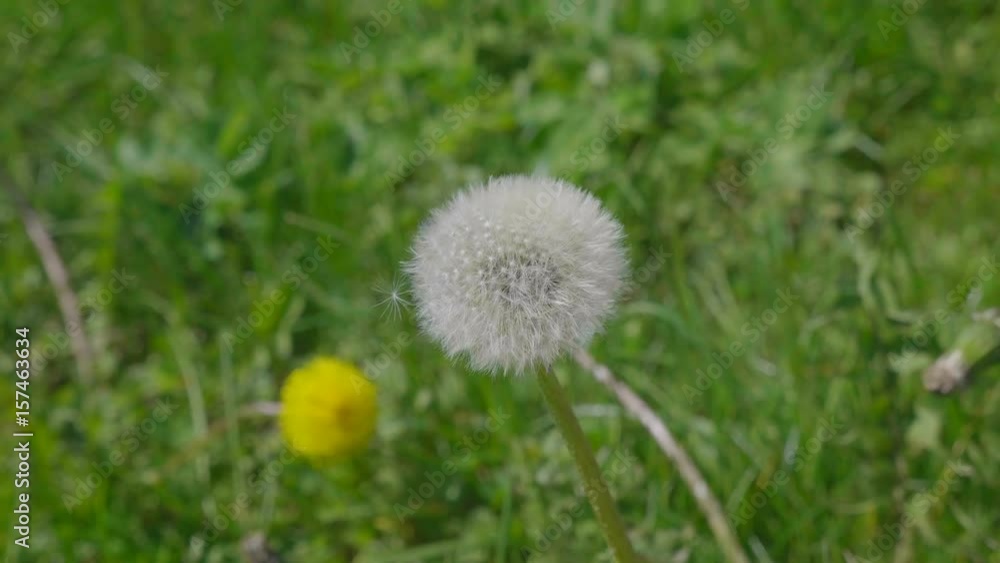 Nature background with dandelion flower on a green field. UltraHD stock footage. Nature background with dandelion flower on a green field. UltraHD stock footage.