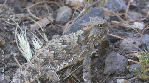 Desert Horned Lizard
