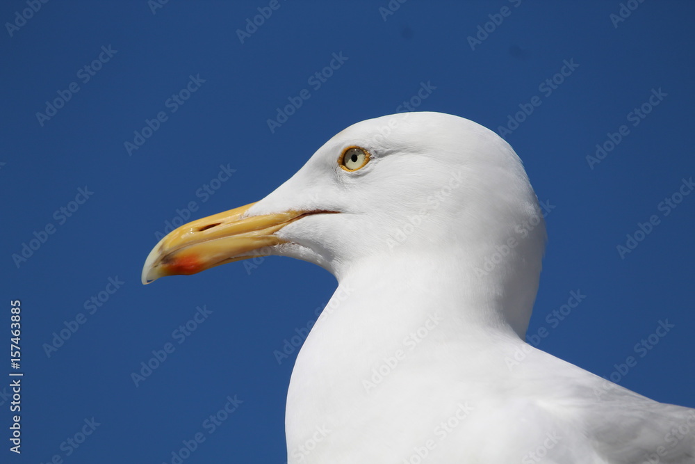 seagull
