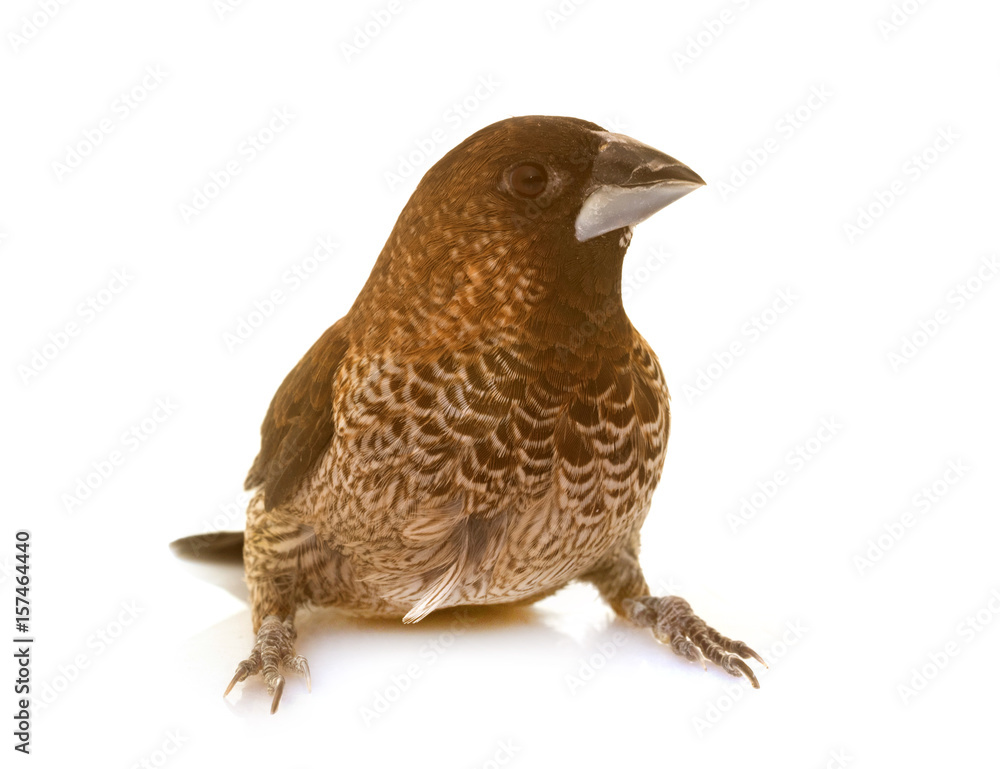 Fototapeta premium Society finch in studio