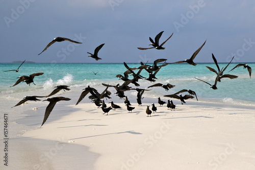 Sea gulls on coast of a sandbank at Maldives photo