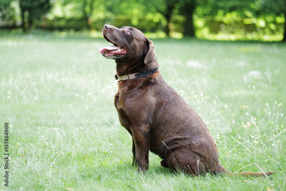 Labrador, Hund auf einer Wiese