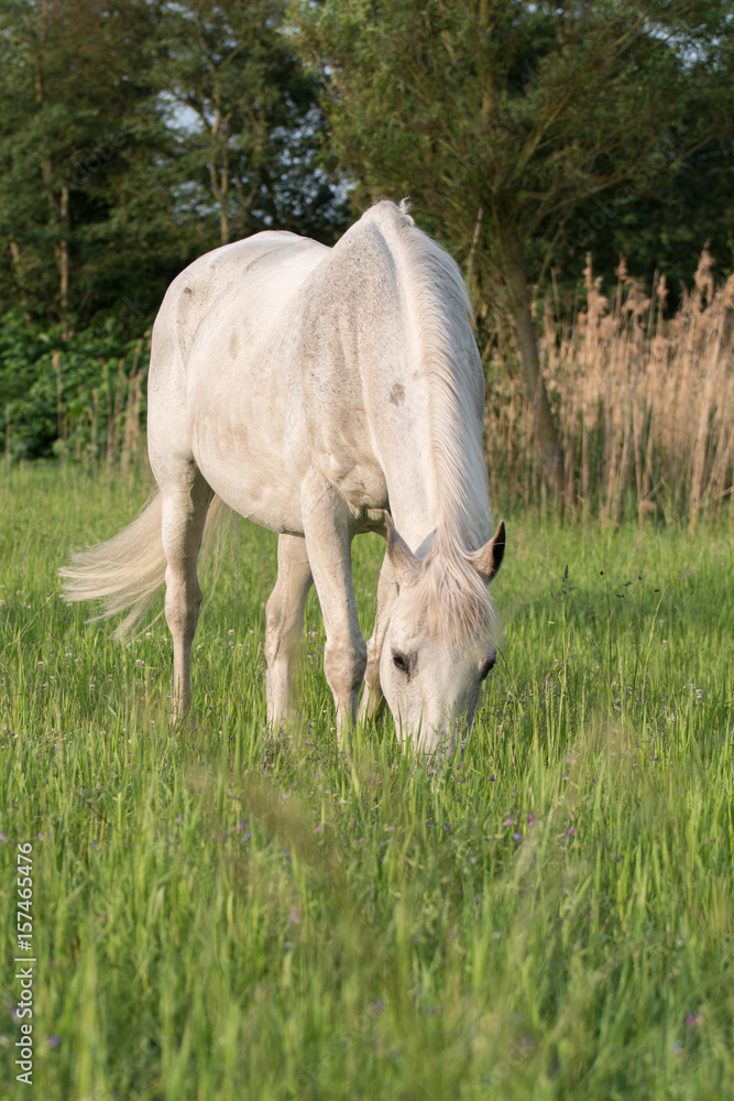 Fototapeta premium Grasendes Pferd