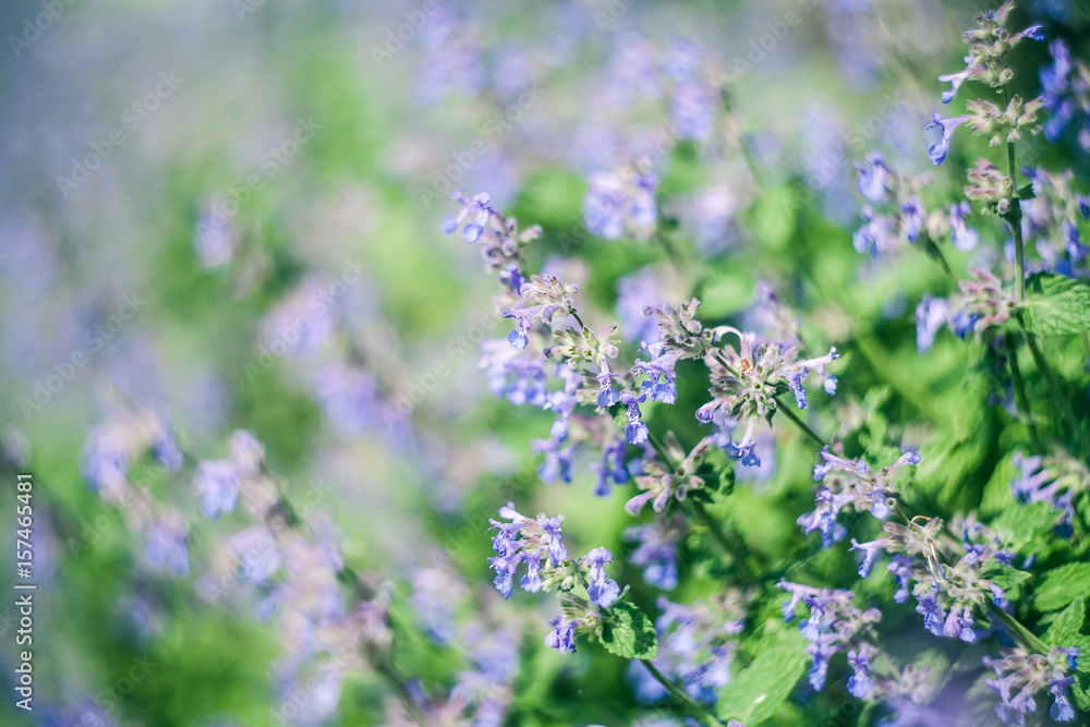 Summer field of purple flowers background with shallow depth of field. Summer field of purple flowers background with shallow depth of field.