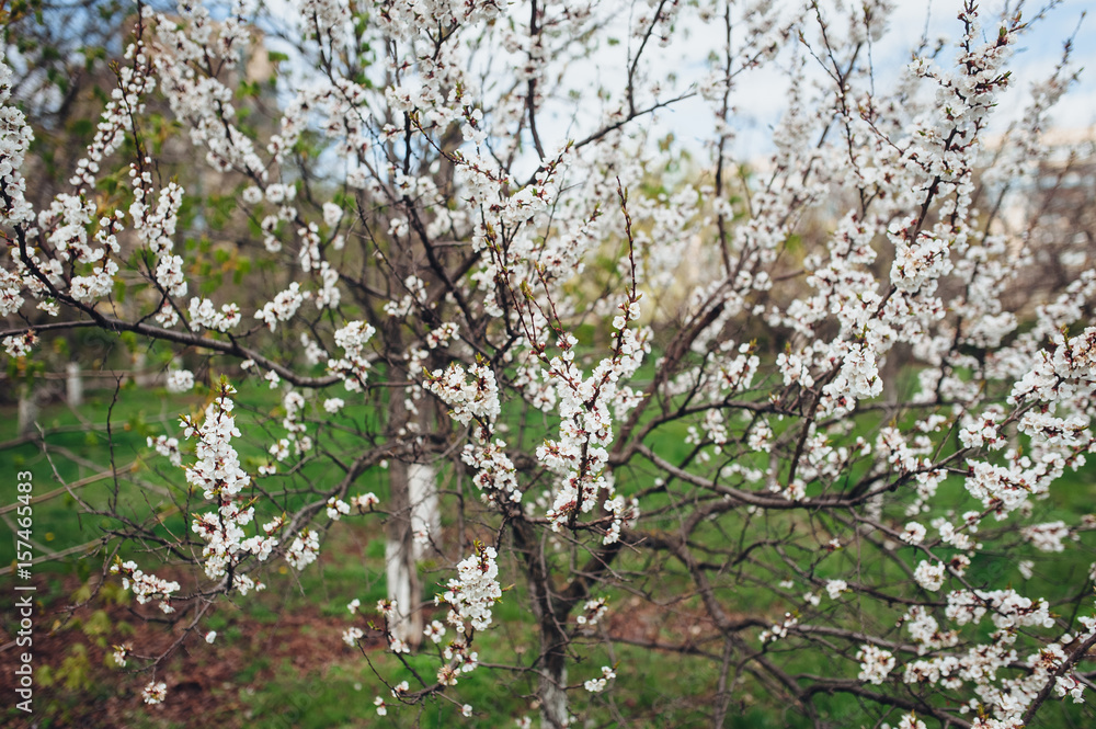 Flowers on a branch of a blossoming apricot tree in spring. Flowers on a branch of a blossoming apricot tree in spring.