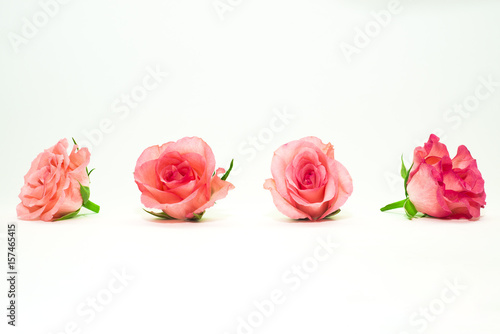 Róże czerwone różowe izolowane na białe tło 