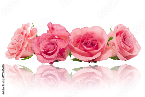 Róże czerwone różowe izolowane na białe tło odbicie lustrzane