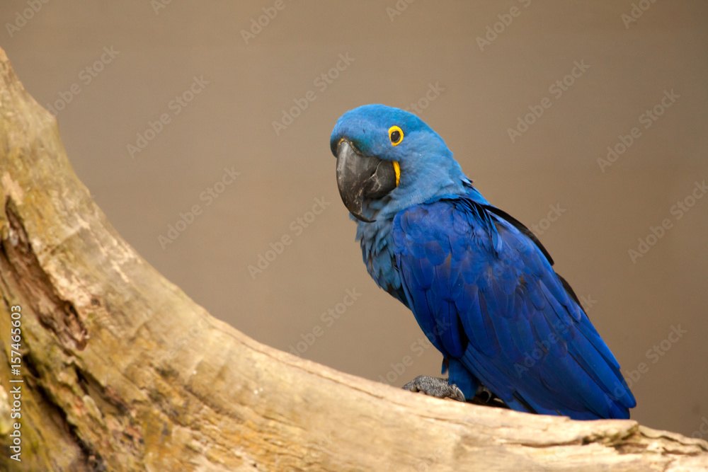 Fototapeta premium Anodorhynchus leari - Lears macaw