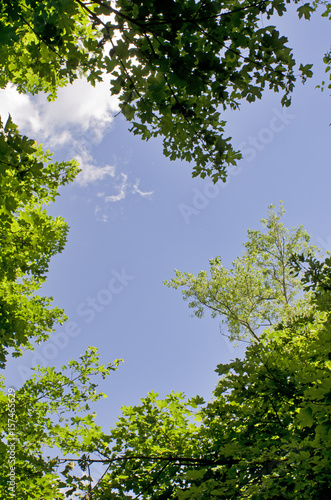 Sunny day - sky through trees