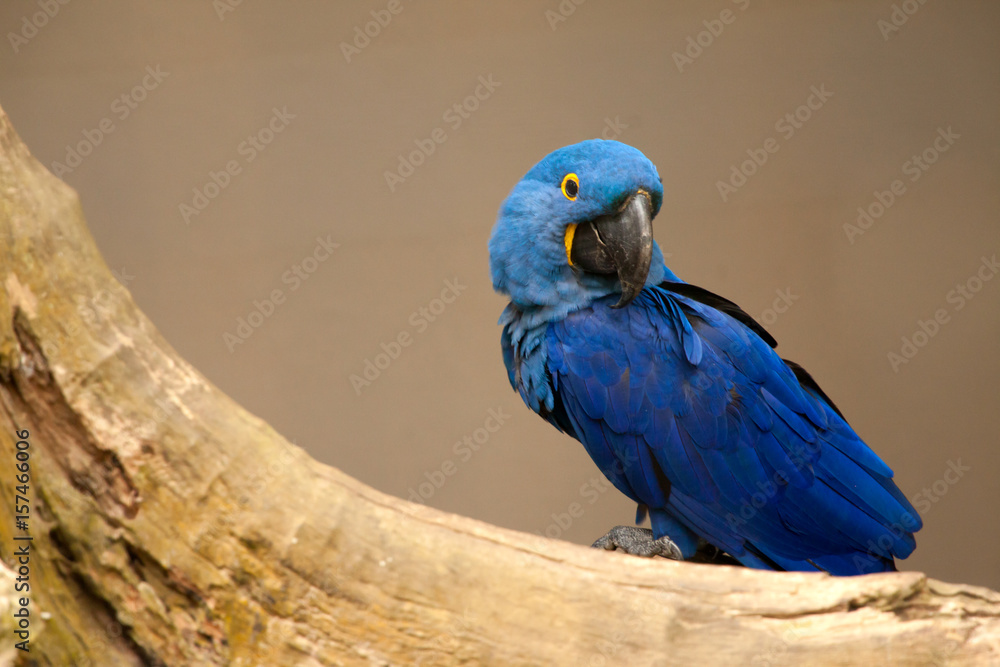 Obraz premium Anodorhynchus leari - Lears macaw