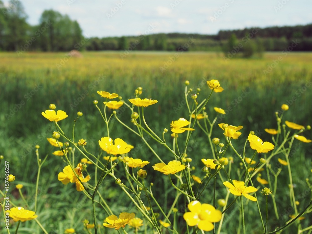 Fototapeta premium Yellow marigolds on spring meadow