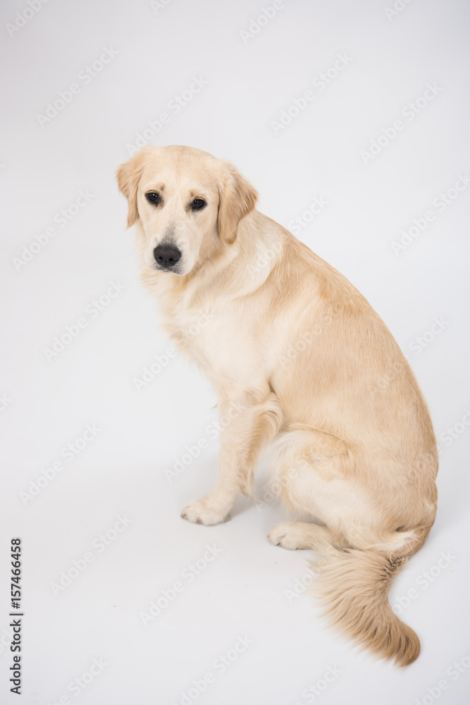 The dog golden retriever is looking in camera over white The dog golden retriever is looking in camera over white