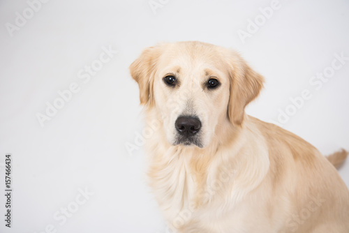 The dog golden retriever is looking in camera over white