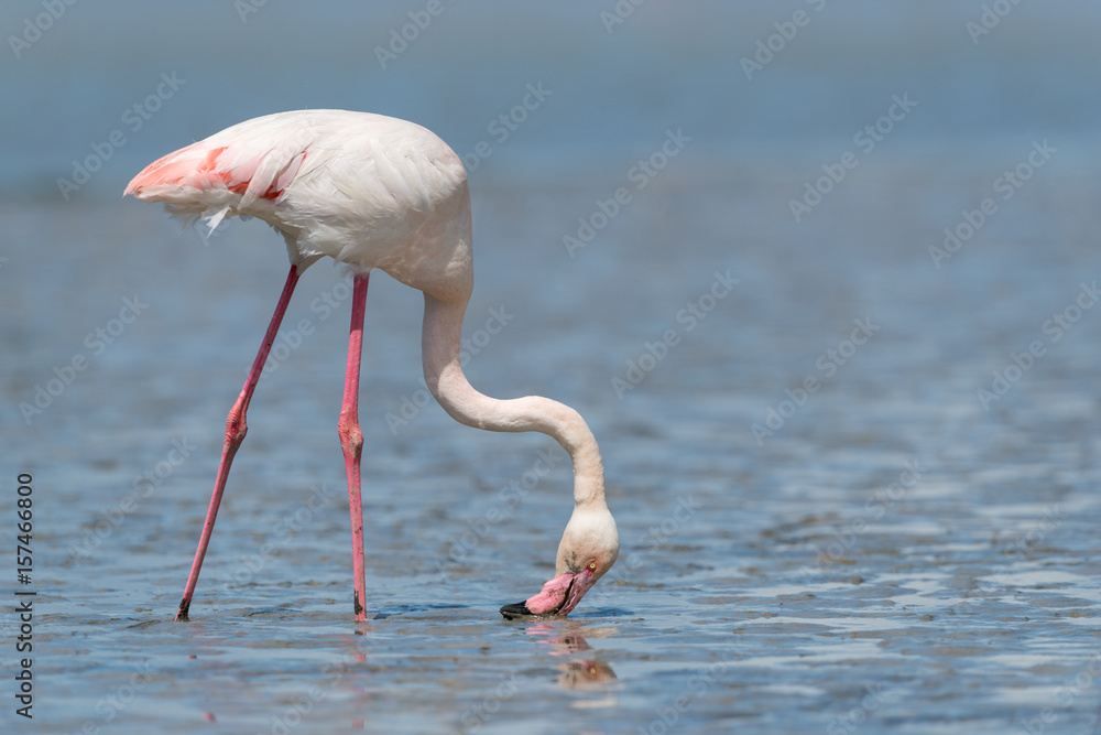 Rosaflamingo, Greater flamingo, Phoenicopterus roseus
