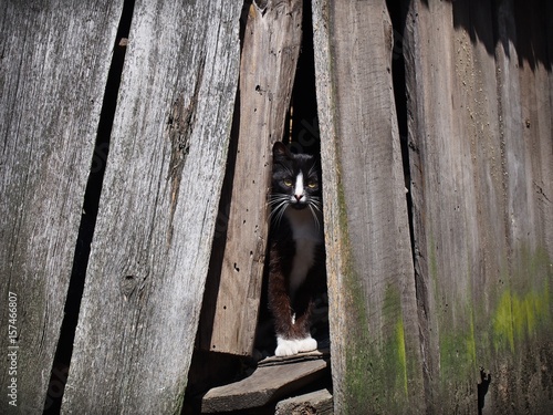 Black and white cat in old barn photo