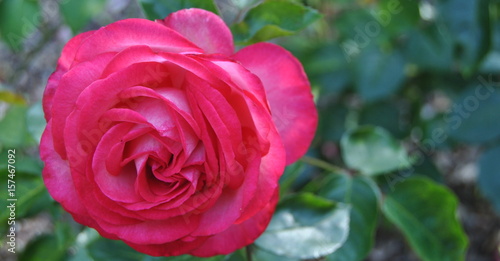 Uma rosa  flor com tons de cor de rosa com fundo em tons de verde