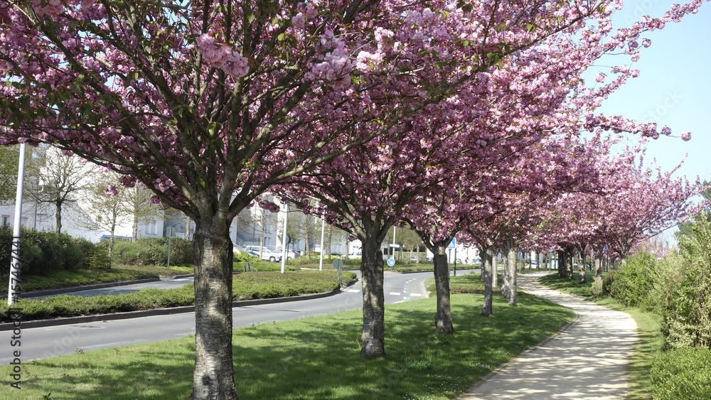 Obraz premium allée de cerisiers