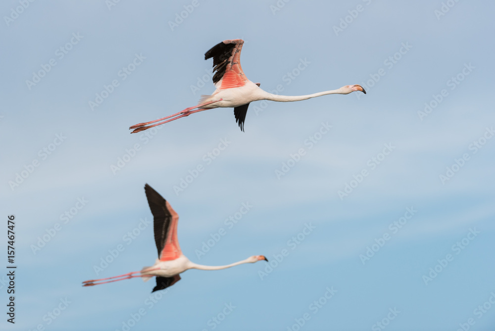 Fototapeta premium Rosaflamingo, Greater flamingo, Phoenicopterus roseus