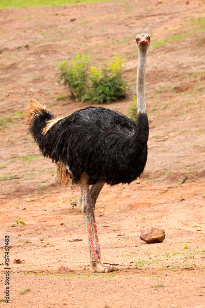 Naklejka premium Commun Ostrich - Struthio camelus