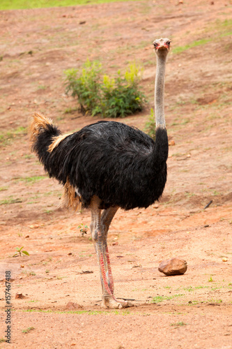 Commun Ostrich - Struthio camelus