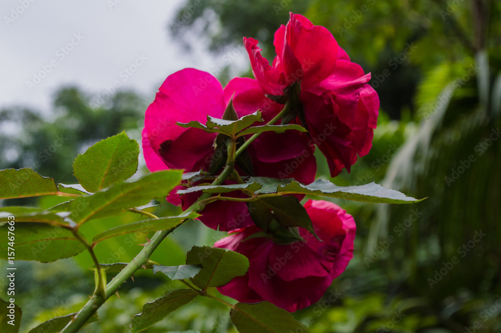 set of three roses in the red color behind views set of three roses in the red color behind views