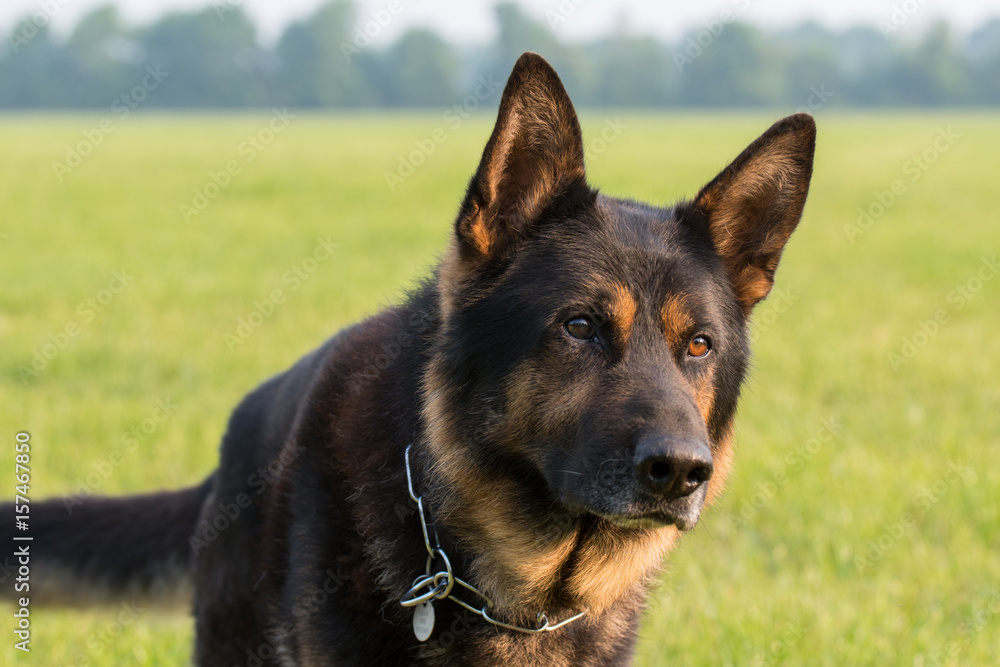 Deutscher Schäferhund Deutscher Schäferhund