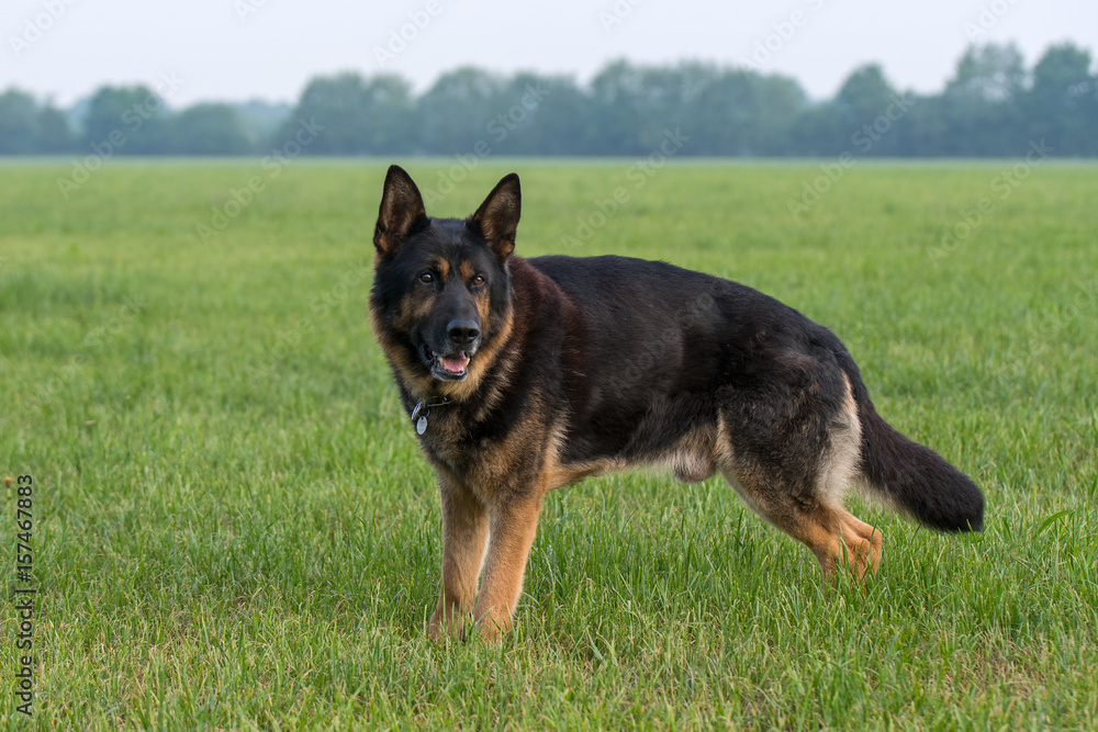 Deutscher Schäferhund Deutscher Schäferhund