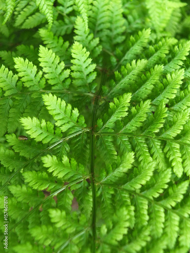 vibrant bright green fern leaf in close up