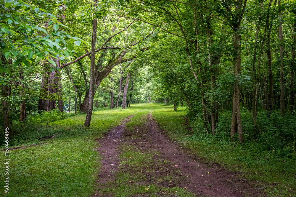 Pathway Through Forest 