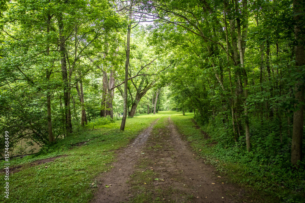 Obraz premium Pathway Through Forest 