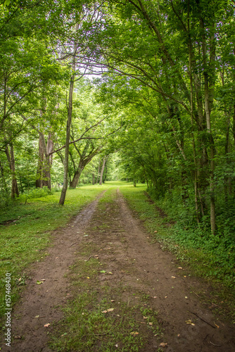 Pathway Through Forest 