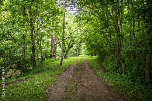 Pathway Through Forest 