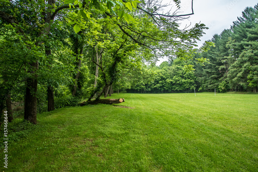Naklejka premium forest landscape 