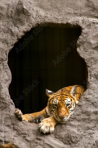 Fototapeta Naklejka Na Ścianę i Meble -  Royal Bengal tiger - Panthera tigris tigris