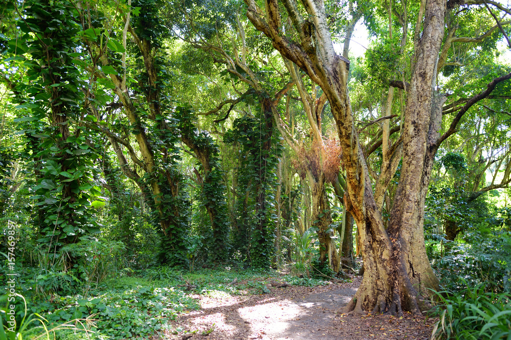 Lush tropical vegetation of the islands of Hawaii Lush tropical vegetation of the islands of Hawaii