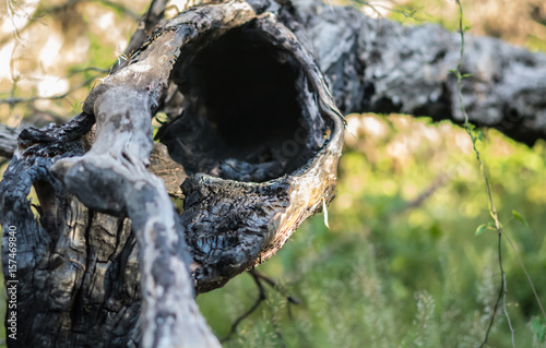 Hollow Burnt Tree in Meadow