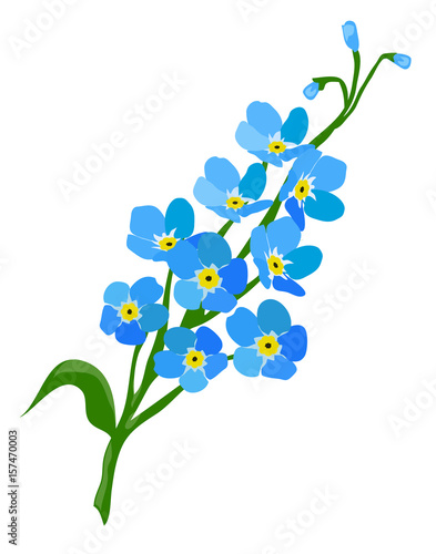 Forget Me Not Flower