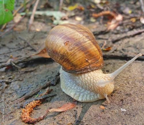 Snail and nature