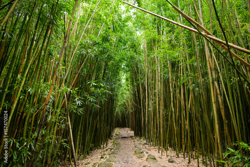 Path through dense bamboo forest  leading to famous Waimoku Falls. Popular Pipiwai trail in Haleakala National Park on Maui  Hawaii.