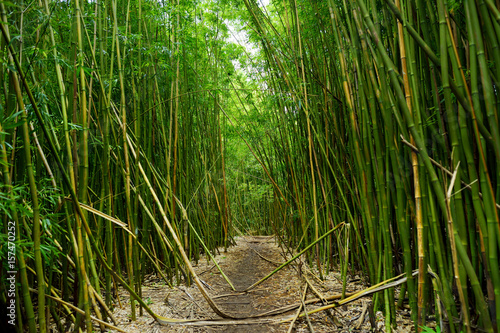 Path through dense bamboo forest, leading to famous Waimoku Falls. Popular Pipiwai trail in Haleakala National Park on Maui, Hawaii.