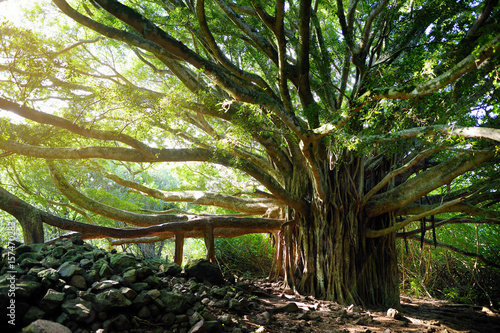 Branches and hanging roots of giant banyan tree growing on famous Pipiwai trail on Maui, Hawaii photo