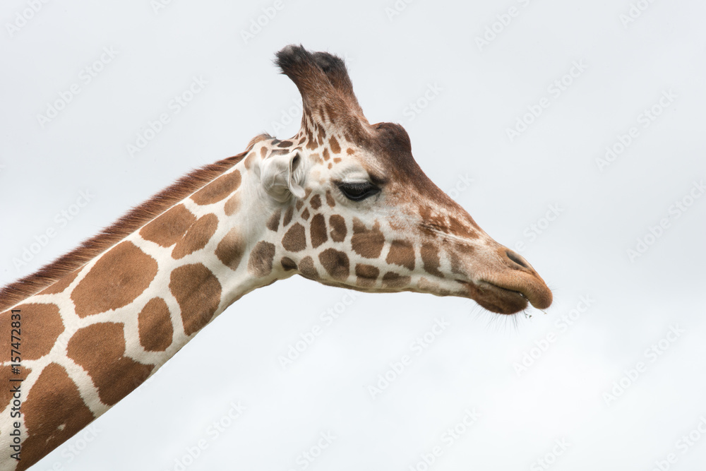 Obraz premium Zoo. Animals