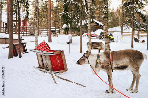 Reindeer without horns in sledge in winter Finnish Lapland © Roman Babakin